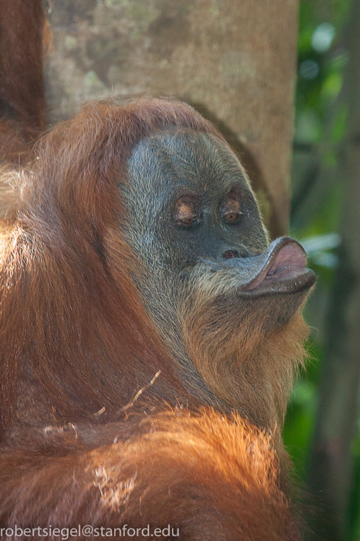 orangutan